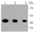 Phospho-MEK1 (Ser218, Ser222) Antibody in Western Blot (WB)