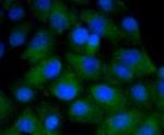 CD4 Antibody in Immunocytochemistry (ICC/IF)