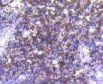 CD4 Antibody in Immunohistochemistry (Paraffin) (IHC (P))