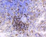 CD4 Antibody in Immunohistochemistry (Paraffin) (IHC (P))