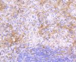 Human IgG4 Antibody in Immunohistochemistry (Paraffin) (IHC (P))