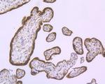 Cyclophilin B Antibody in Immunohistochemistry (Paraffin) (IHC (P))