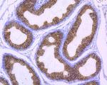 Cyclophilin B Antibody in Immunohistochemistry (Paraffin) (IHC (P))