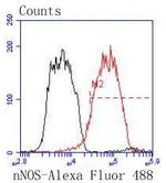 nNOS Antibody in Flow Cytometry (Flow)