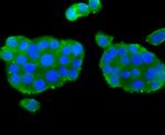 nNOS Antibody in Immunocytochemistry (ICC/IF)