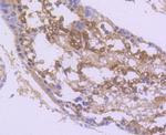 nNOS Antibody in Immunohistochemistry (Paraffin) (IHC (P))