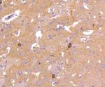 nNOS Antibody in Immunohistochemistry (Paraffin) (IHC (P))