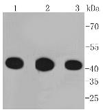 PGK1 Antibody in Western Blot (WB)