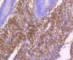 Collagen I Antibody in Immunohistochemistry (Paraffin) (IHC (P))