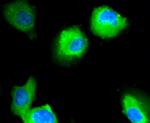 CD304 (Neuropilin-1) Antibody in Immunocytochemistry (ICC/IF)