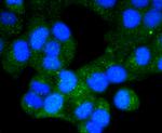 Chk1 Antibody in Immunocytochemistry (ICC/IF)