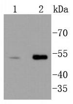 Chk1 Antibody in Western Blot (WB)