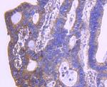 HTRA2 Antibody in Immunohistochemistry (Paraffin) (IHC (P))