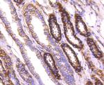 Sodium Potassium ATPase Antibody in Immunohistochemistry (Paraffin) (IHC (P))