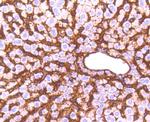 Sodium Potassium ATPase Antibody in Immunohistochemistry (Paraffin) (IHC (P))