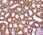 Sodium Potassium ATPase Antibody in Immunohistochemistry (Paraffin) (IHC (P))