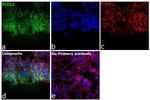 Sodium Potassium ATPase Antibody in Immunocytochemistry (ICC/IF)