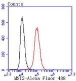 Musashi-2 Antibody in Flow Cytometry (Flow)