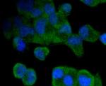 Musashi-2 Antibody in Immunocytochemistry (ICC/IF)