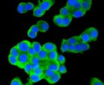 Musashi-2 Antibody in Immunocytochemistry (ICC/IF)