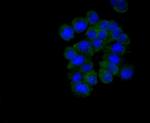 Musashi-2 Antibody in Immunocytochemistry (ICC/IF)