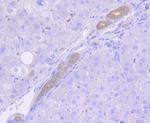 Musashi-2 Antibody in Immunohistochemistry (Paraffin) (IHC (P))