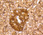 Musashi-2 Antibody in Immunohistochemistry (Paraffin) (IHC (P))