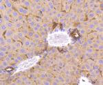 Musashi-2 Antibody in Immunohistochemistry (Paraffin) (IHC (P))