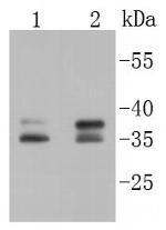 Musashi-2 Antibody in Western Blot (WB)