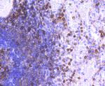 CD11a (LFA-1alpha) Antibody in Immunohistochemistry (Paraffin) (IHC (P))