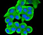 JNK2 Antibody in Immunocytochemistry (ICC/IF)