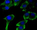 JNK2 Antibody in Immunocytochemistry (ICC/IF)