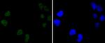 DNA-PK Antibody in Immunocytochemistry (ICC/IF)