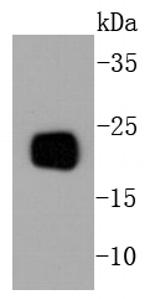 PEBP1 Antibody in Western Blot (WB)