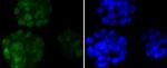 Nanog Antibody in Immunocytochemistry (ICC/IF)