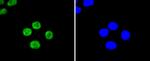 UBC9 Antibody in Immunocytochemistry (ICC/IF)