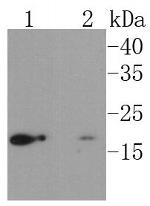 UBC9 Antibody in Western Blot (WB)