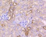 Caspase 6 Antibody in Immunohistochemistry (Paraffin) (IHC (P))