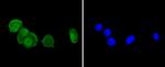 CD230 (PrP) Antibody in Immunocytochemistry (ICC/IF)