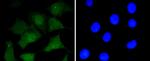 CD230 (PrP) Antibody in Immunocytochemistry (ICC/IF)