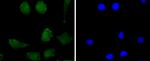 CD230 (PrP) Antibody in Immunocytochemistry (ICC/IF)