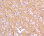 CD230 (PrP) Antibody in Immunohistochemistry (Paraffin) (IHC (P))