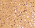 CD230 (PrP) Antibody in Immunohistochemistry (Paraffin) (IHC (P))