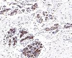 Phospho-ATF2 (Thr71) Antibody in Immunohistochemistry (Paraffin) (IHC (P))