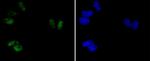 Phospho-ATF2 (Thr71) Antibody in Immunocytochemistry (ICC/IF)