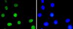Phospho-ATF2 (Thr71) Antibody in Immunocytochemistry (ICC/IF)