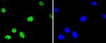 Phospho-ATF2 (Thr71) Antibody in Immunocytochemistry (ICC/IF)