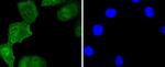 ISL1 Antibody in Immunocytochemistry (ICC/IF)