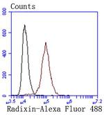 Radixin Antibody in Flow Cytometry (Flow)