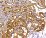 Radixin Antibody in Immunohistochemistry (Paraffin) (IHC (P))